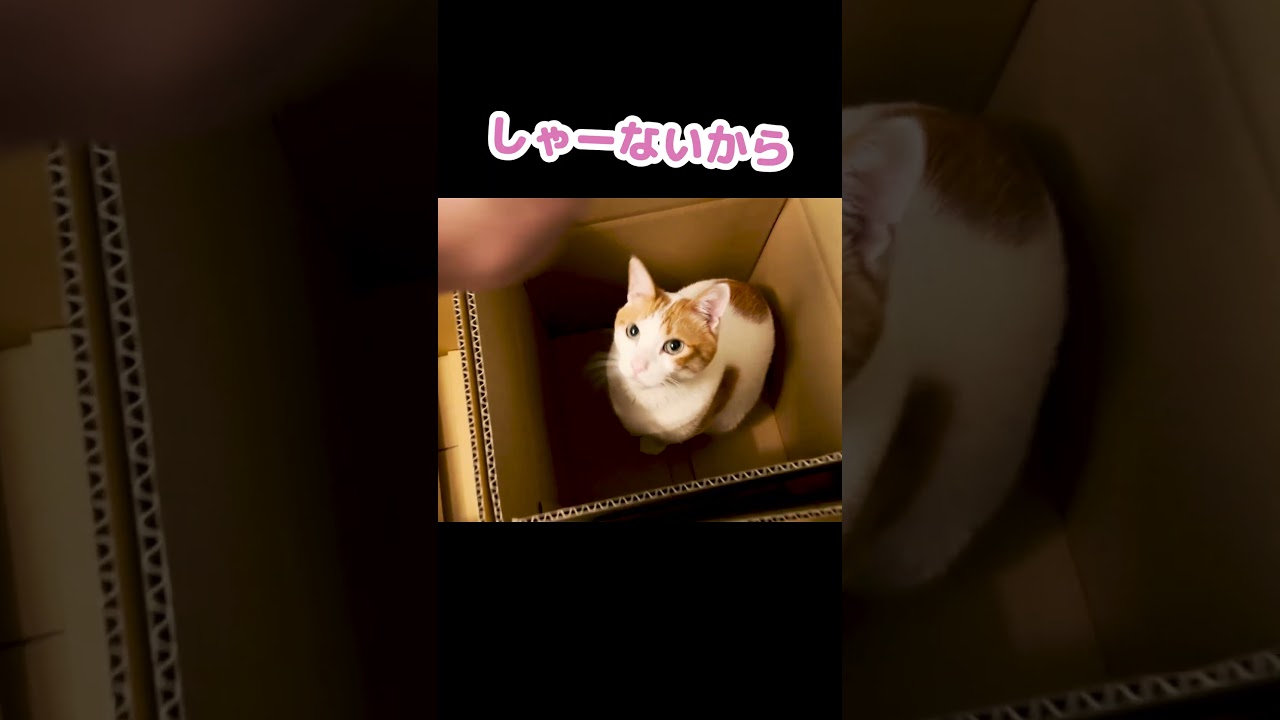 荷造りの邪魔をして逆ギレする猫 #Shorts
