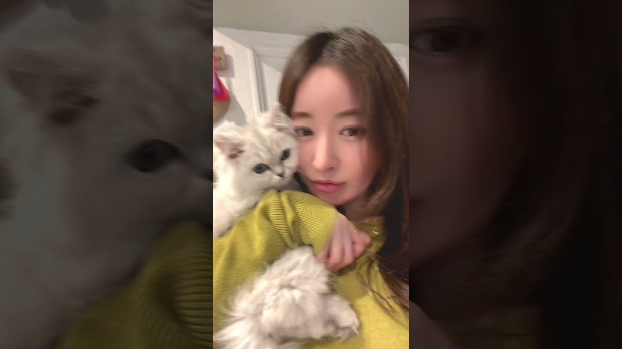 ｟=^x^=｠こねこ飼いました /ペルシャのチンチラシルバー君