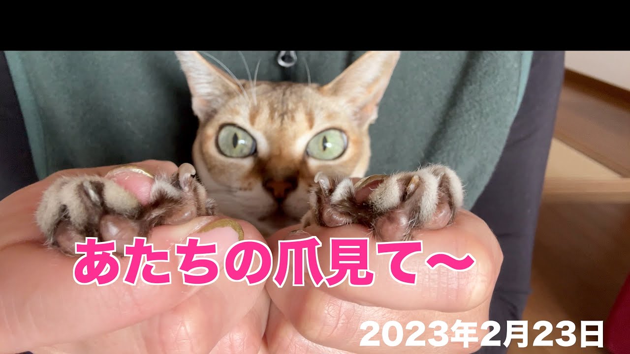 姿勢良く⁉️爪切りされた🤣シンガプーラ「もも」2023.02.23   #シンガプーラ #猫 #爪切り