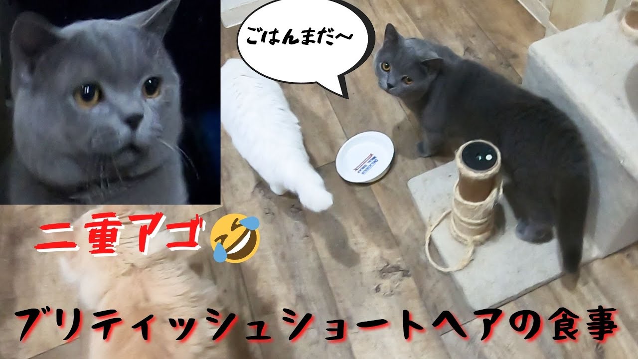 おっとりブリティッシュショートヘア食事の時間は豹変するのかな（保護猫カフェ猫の木）British Shorthair Meal
