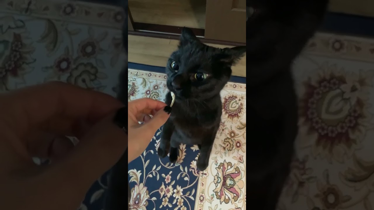 黒猫くまちゃん #shorts
