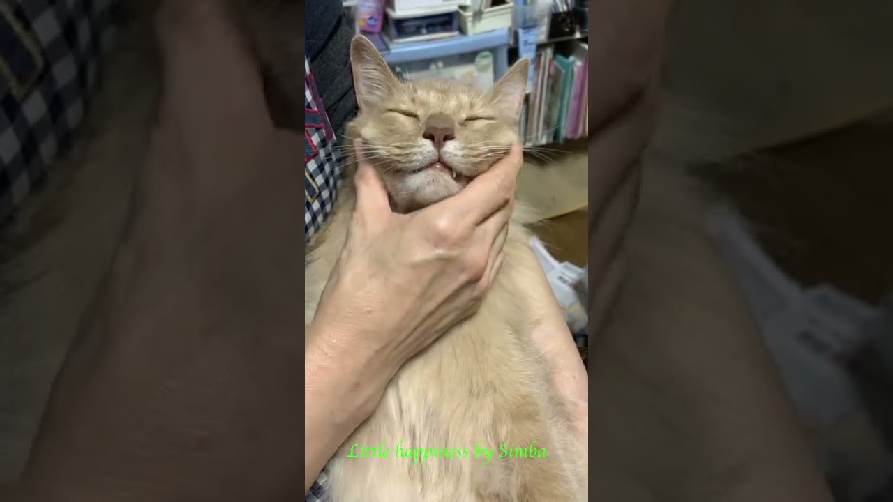 【ソマリ猫】顔マッサージが気持ち良すぎてとろける愛猫！#Shorts