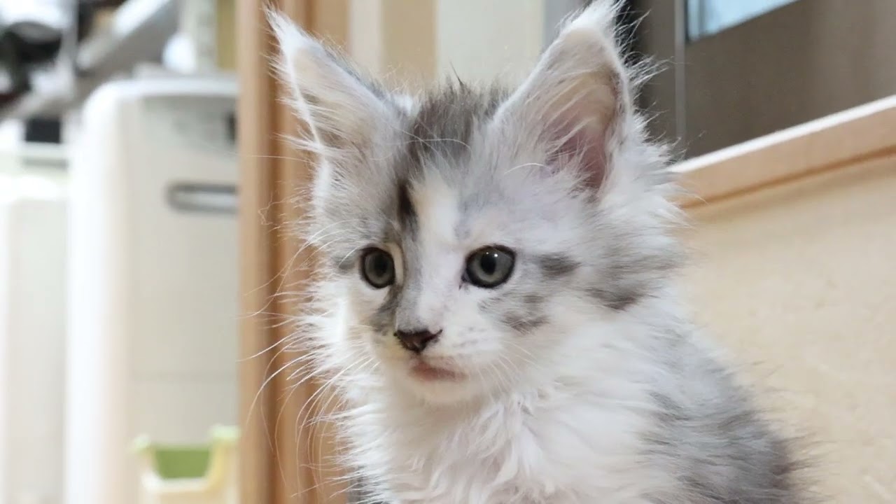 エンジェルのようなメインクーン子猫アナちゃん