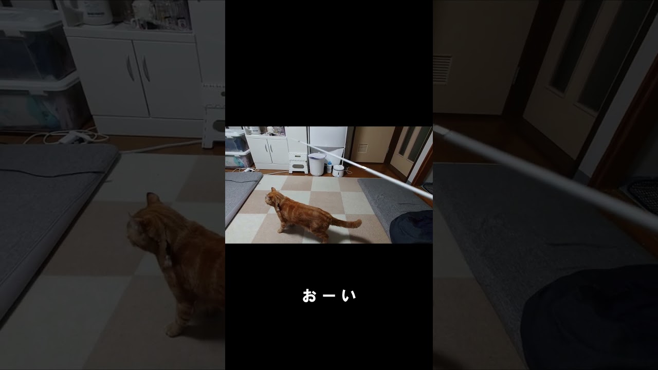 遊ぶ猫 #cat #猫 #アメリカンカール #shorts