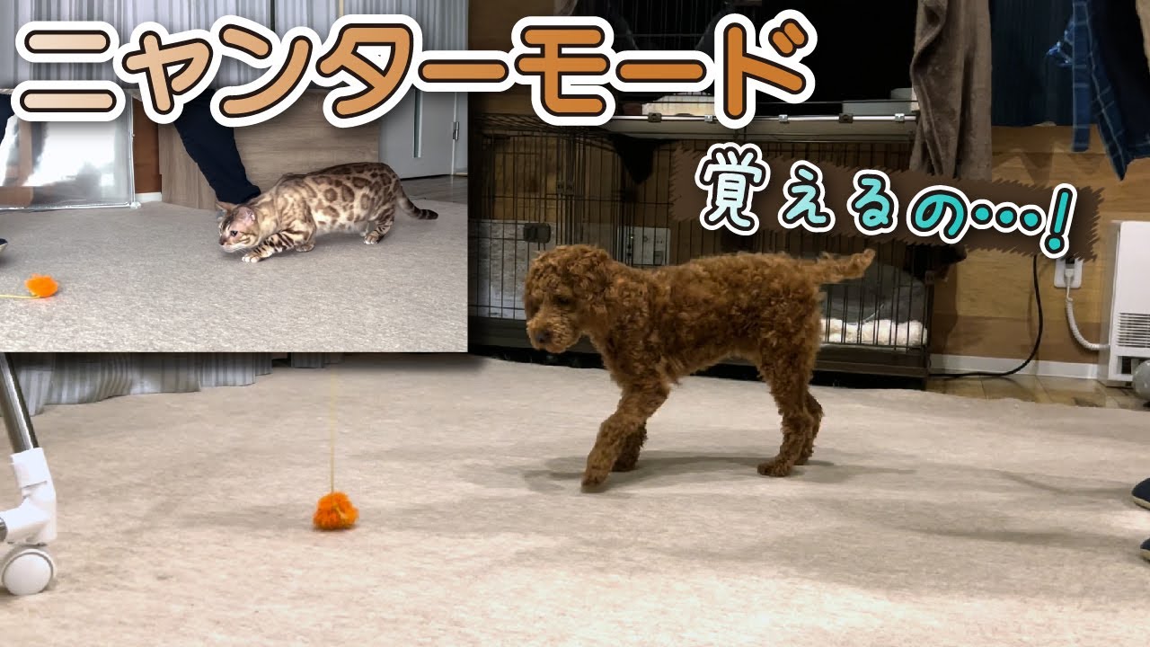 ベンガル猫のニャンターモードを頑張って練習するトイプードル