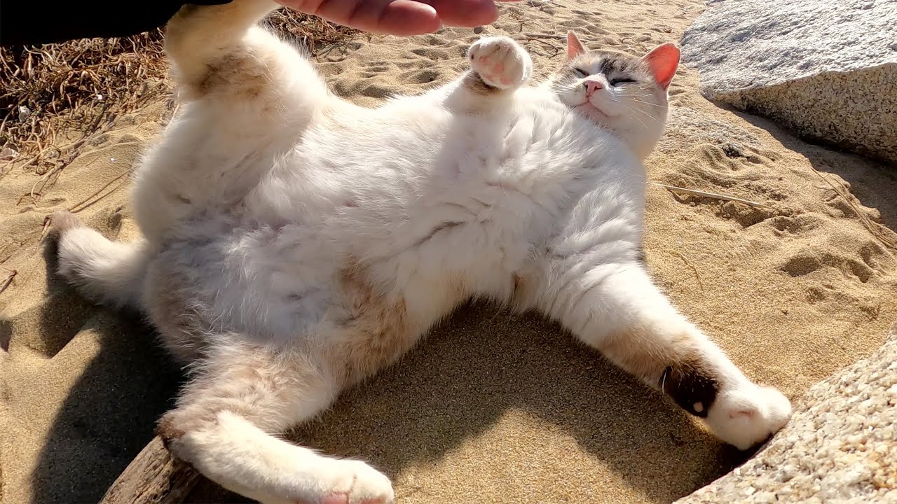 シャムミックス猫が砂浜で日光浴をしながらゴロンゴロンと転げ回る