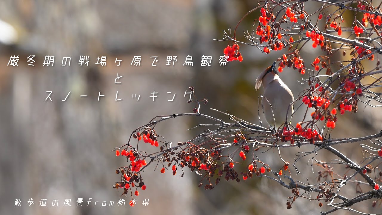 《ゆるい自然観察Vlog５２》厳冬期の戦場ヶ原で野鳥観察とスノートレッキング