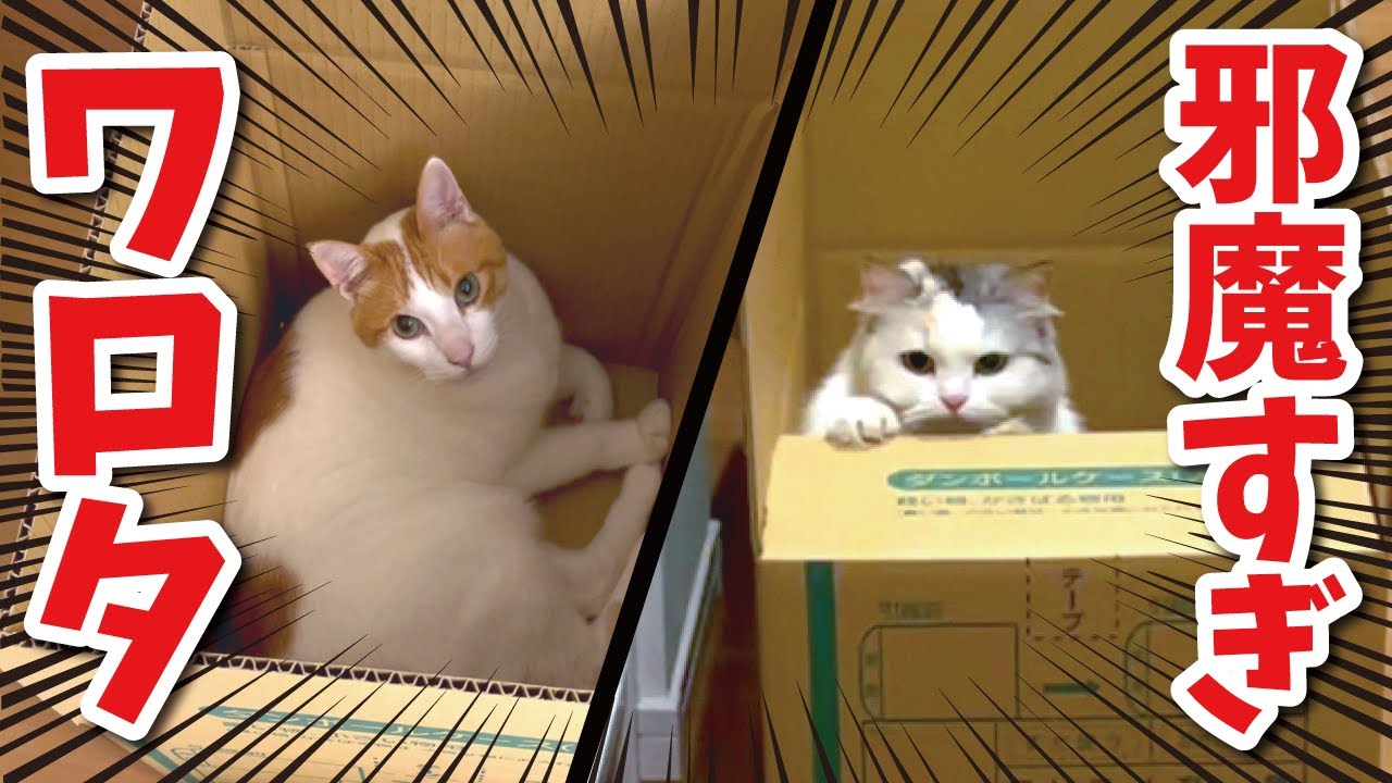 引っ越しの準備を邪魔してくる猫達が可愛すぎて鼻血でた…【関西弁でしゃべる猫】