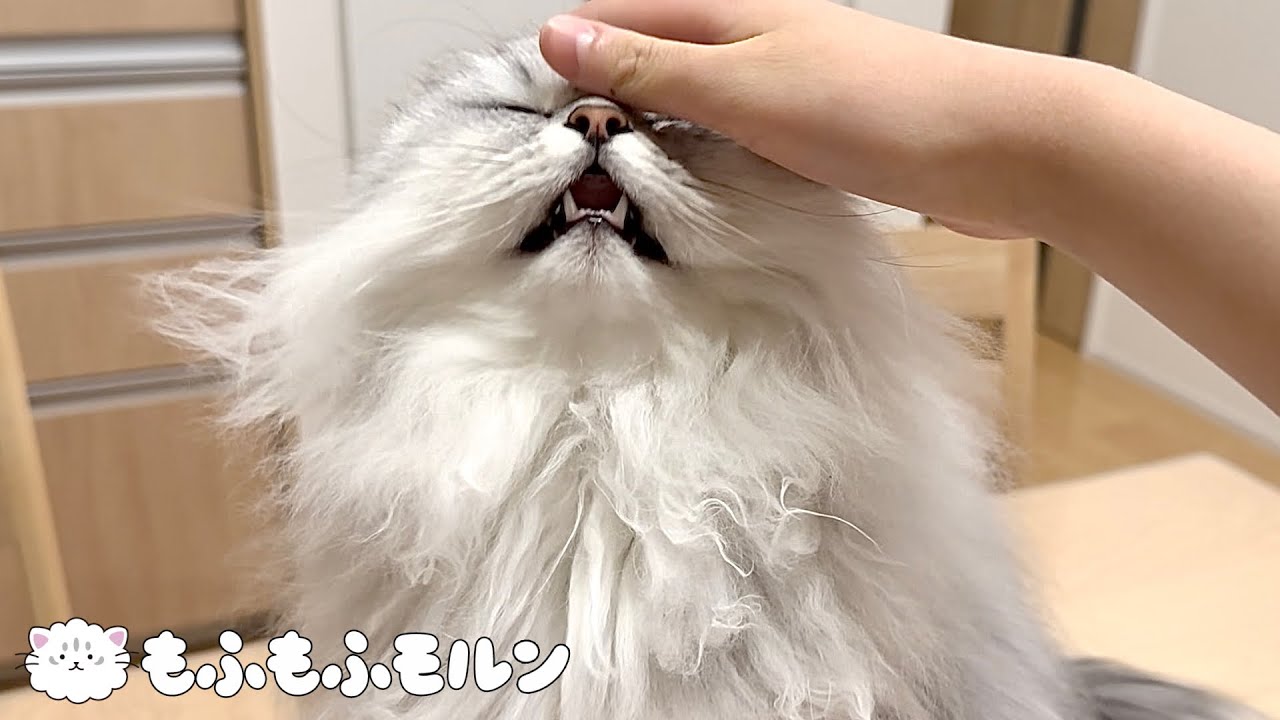 猫のここを撫でると良い表情になります 【サイベリアン】