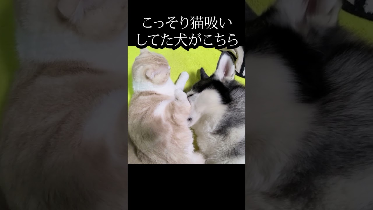 子猫が可愛すぎて猫吸いした結果…#猫