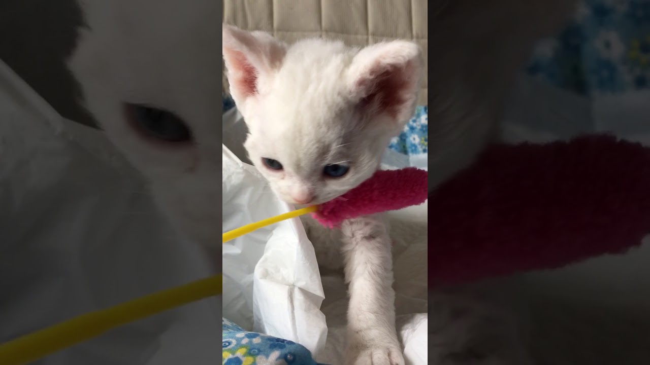 食いしん坊君になりました⭐︎