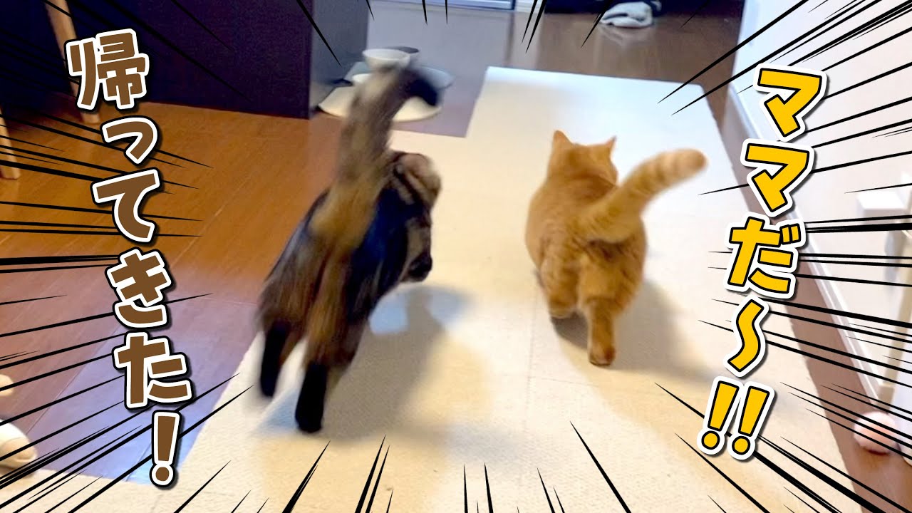 深夜に帰ってきたママをダッシュでお出迎えに行く猫たちが可愛すぎる！