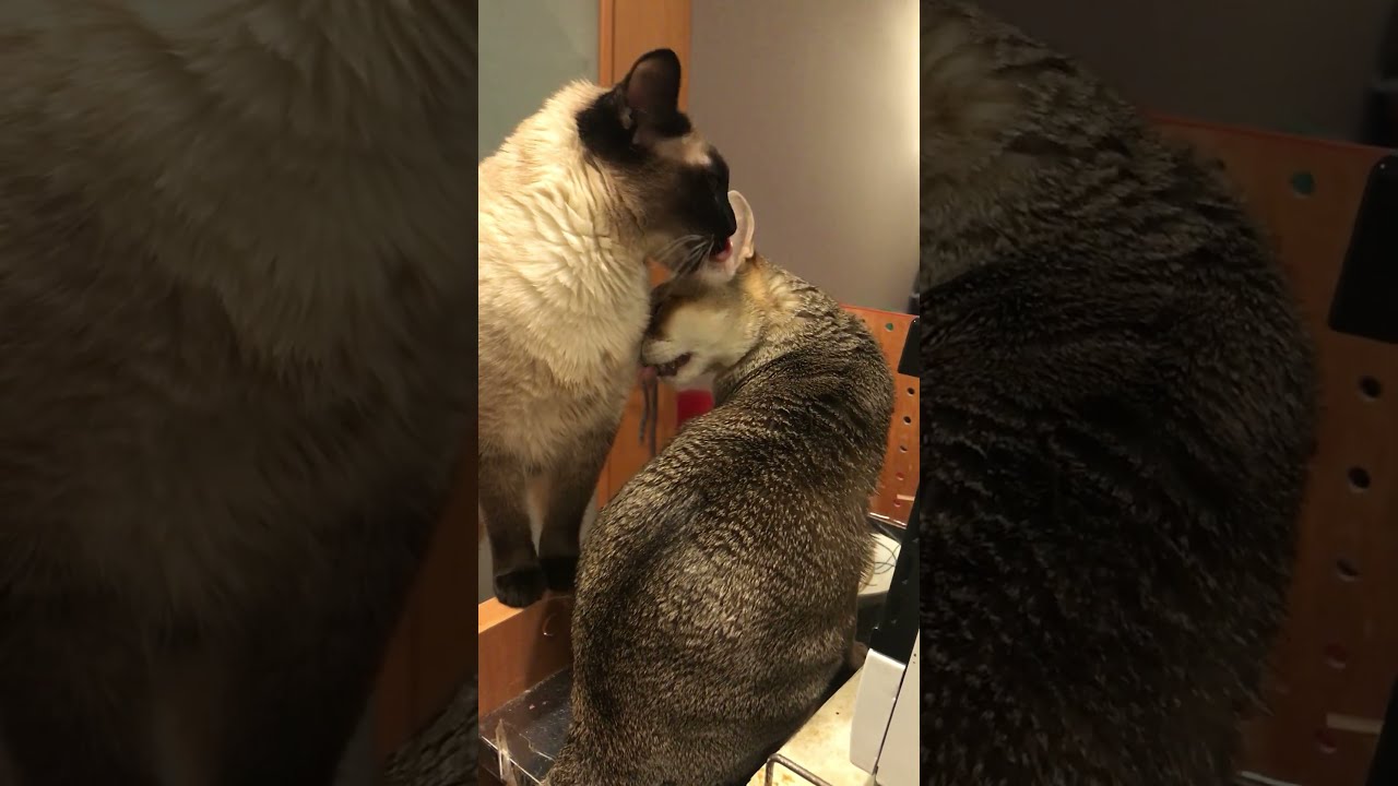 ご飯待ち中にそわそわしながらたぬき猫をペロペロするシンガプーラなのにゃ♪