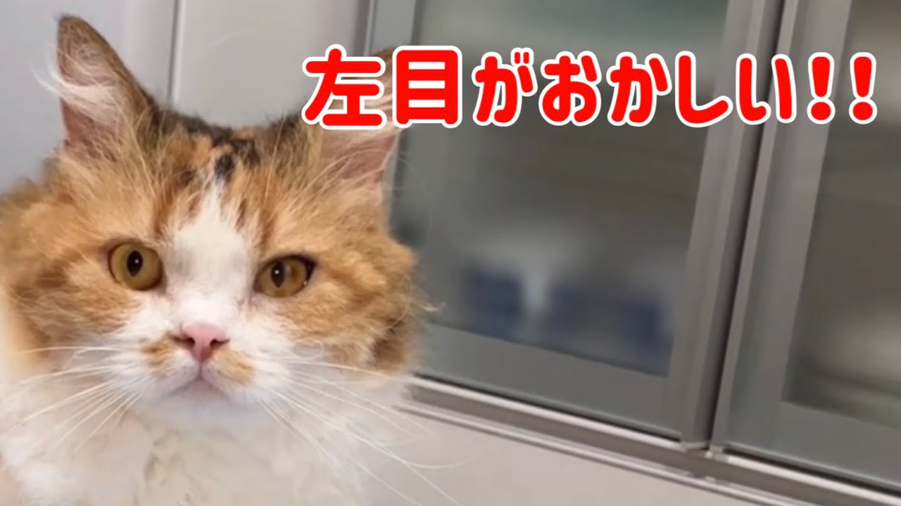 猫の眼の病気　【スクーカムのネネちゃん】