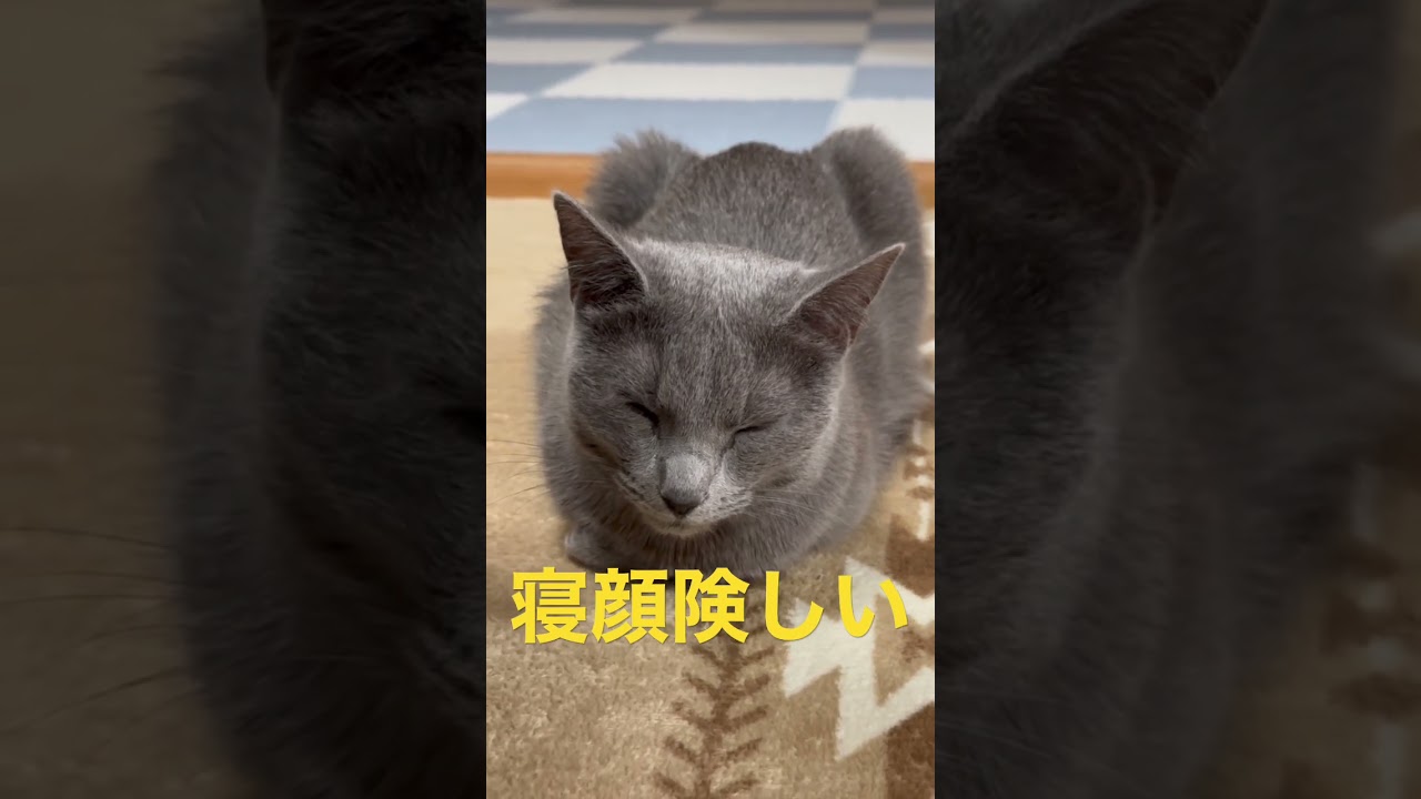 寝顔が険しい猫（ロシアンブルー）#shorts