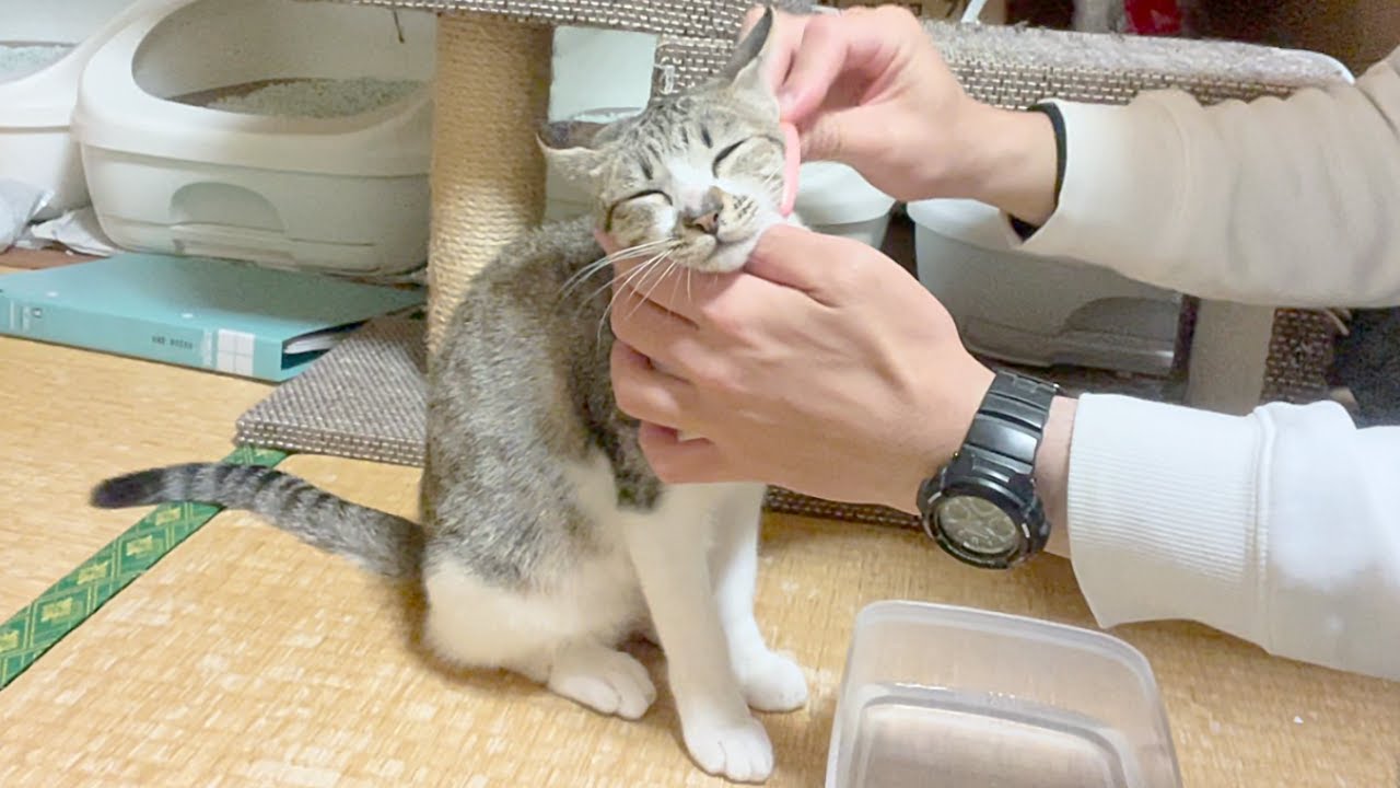 ブラッシング嫌いな子猫がとろける様になりました…笑