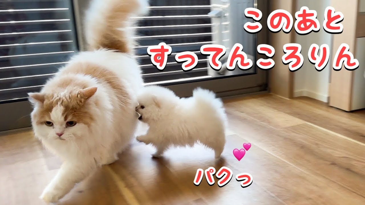 子犬が転ぶと愛猫の反応が優しくて感動しました