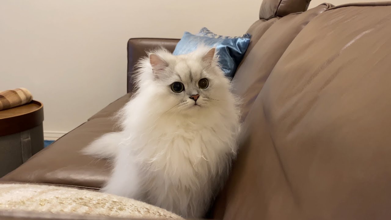猫と暮らすとソファがこうなります