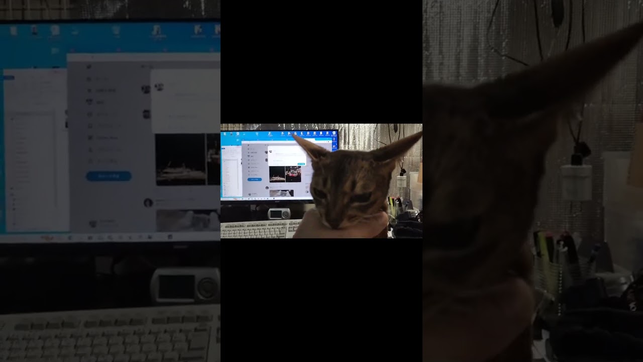 ネコ動画あび#466　#shorts　あびの毎日　アビシニアン　あび