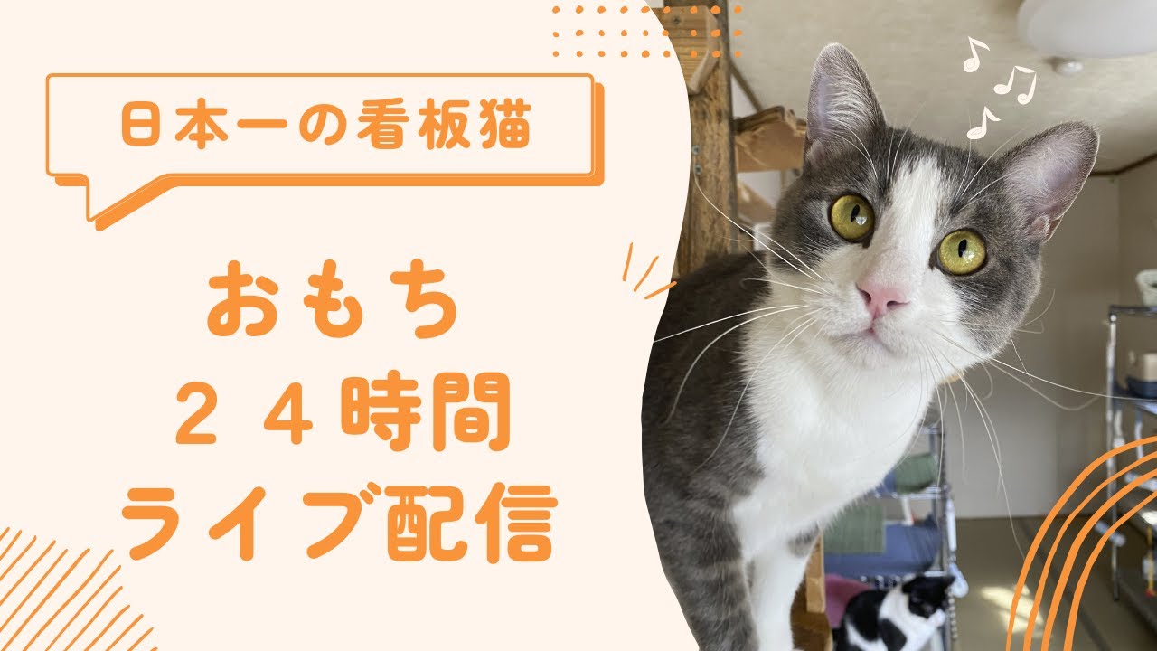 💖【看板猫日本一のおもち】💖２階猫のお部屋ライブ配信中💖