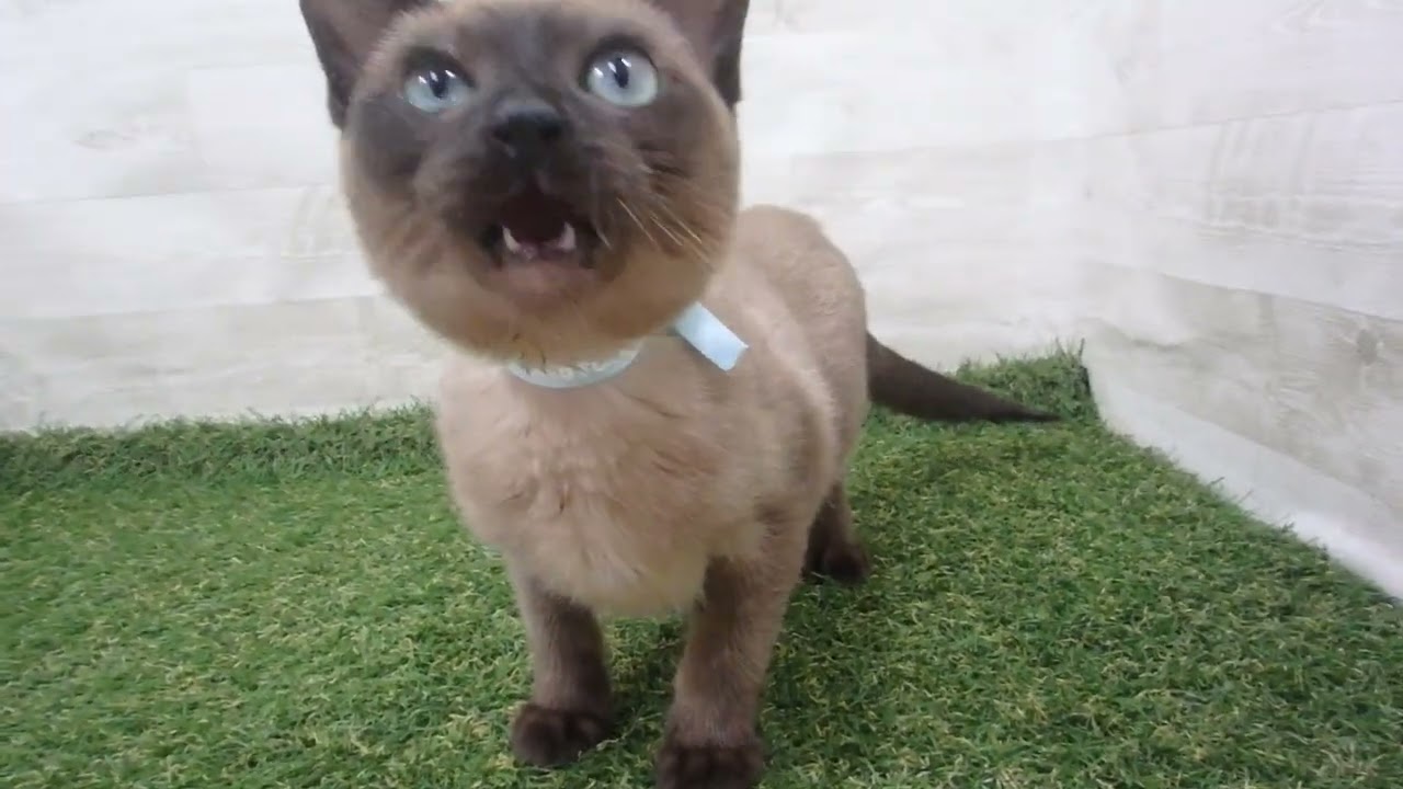 Coo&RIKU　No00586977 トンキニーズ