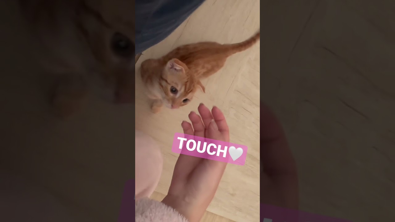 ※犬ではありません♂のキンカローです☺️ #キンカロー #子猫 #猫 #猫のいる暮らし #cat #catlover #catvideos #고양이 #catvideo #catlovers