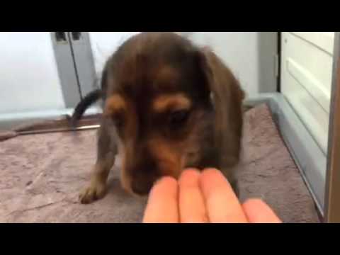 ミニチュアワイヤーダックスフンド 厚別店