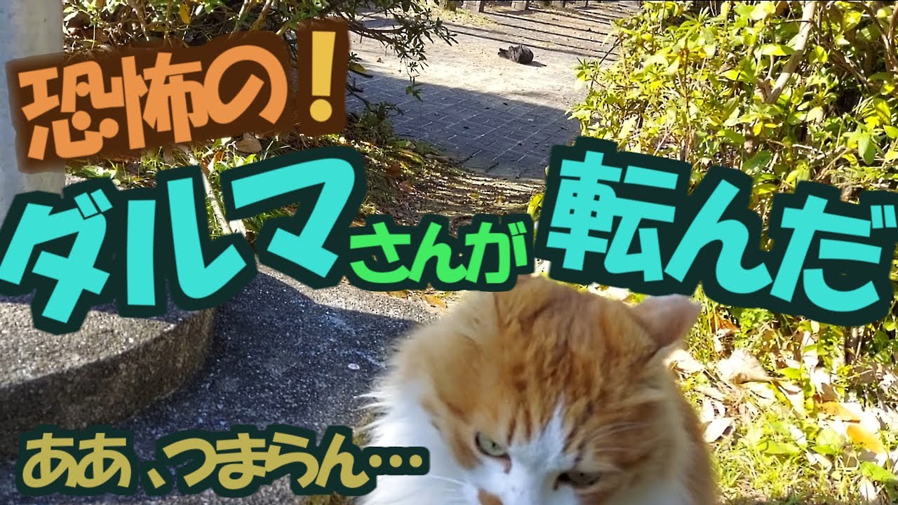 【野良猫】猫がダルマさんが転んだをやって遊んでやがった【彼らが生きた記録#256】