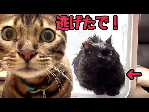 【脱走】おしるこ食べてたら猫がドライヤーBOXから脱走しました