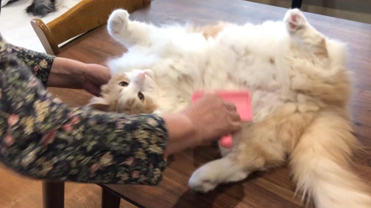 【癒し✨】ばあばが遊びに来たよ〜‼︎‼︎喜ぶノルウェージャンフォレストキャット❤︎