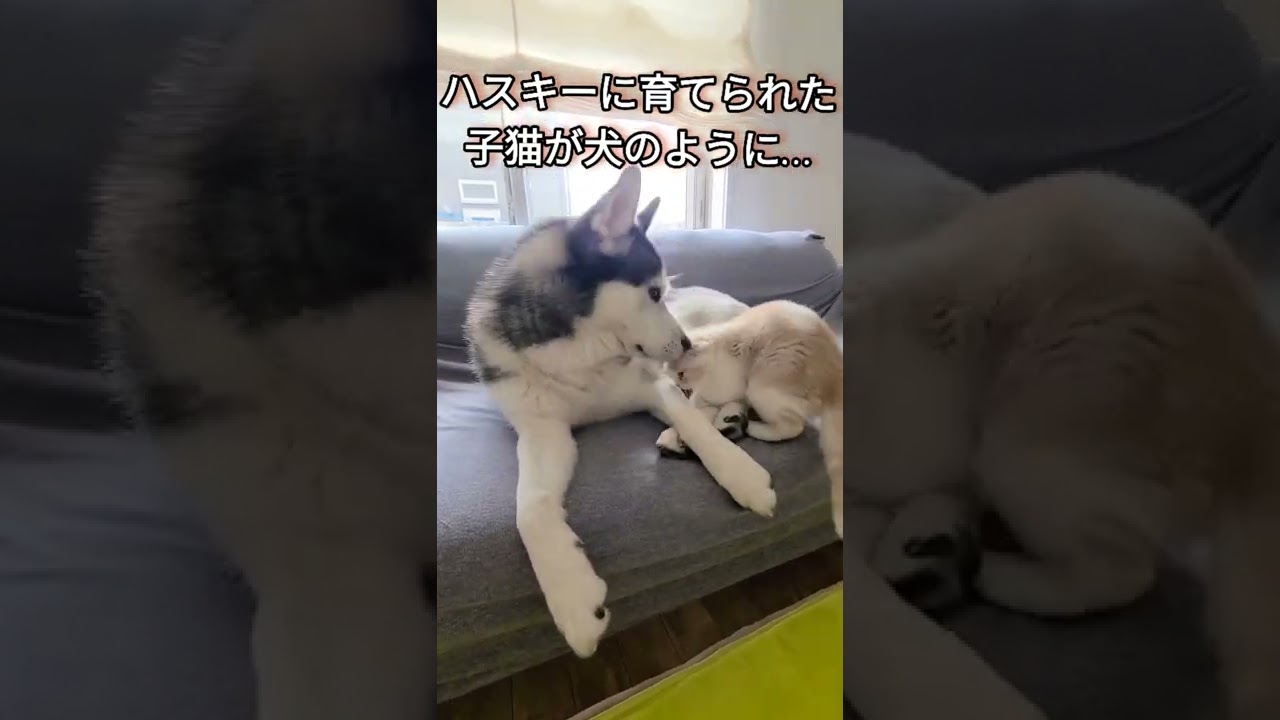 ハスキー犬に育てられた子猫が犬のように…#shorts