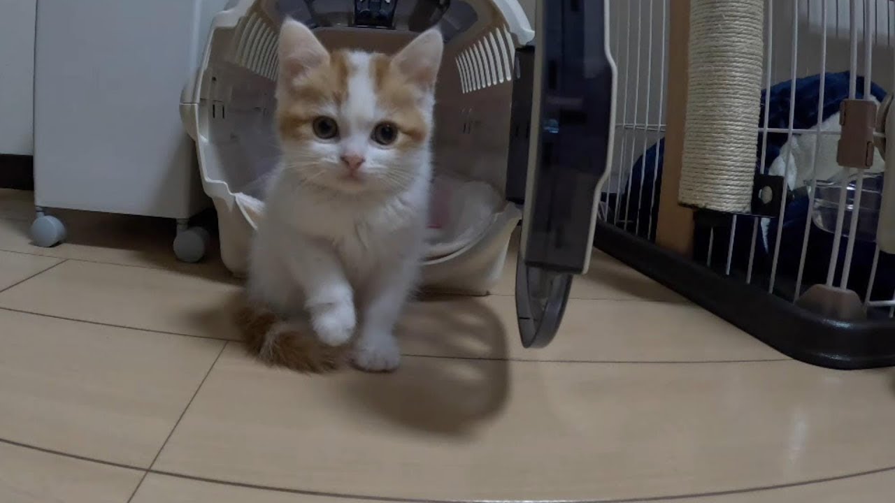 かわいいスコティッシュフォールドの女の子をお迎えしました,We welcomed a cute Scottish Fold