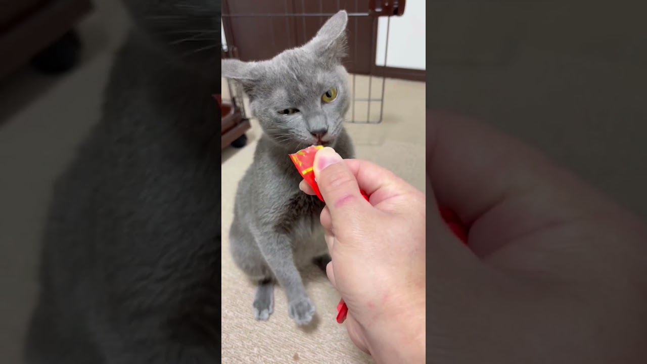 ロシアンブルーっぽい元野良子猫、プチ怪獣アオくん・ちゅーるに目覚める！ #shorts