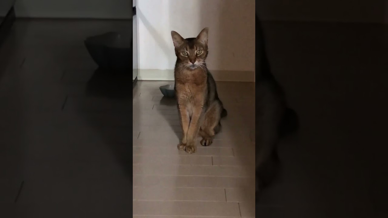 18歳のまな猫 #shorts #猫動画 #アビシニアン #cat #まな猫