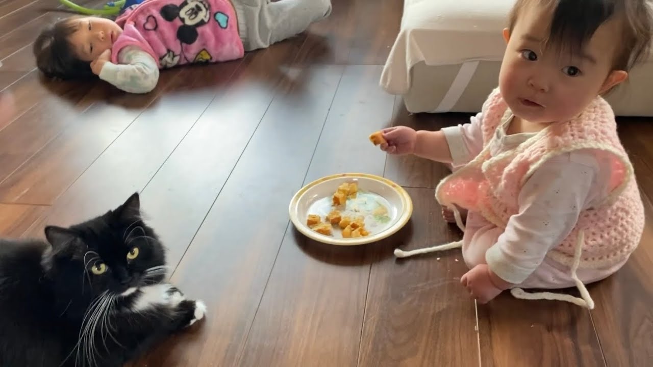 おこぼれを貰おうとしていた猫　ラガマフィンA cat looking for leftover food. Ragamuffin.