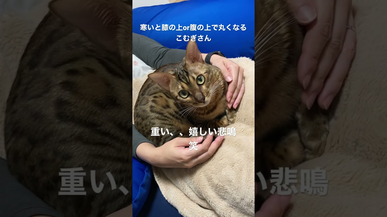 こむぎはどこで丸くなる？ #こむぎ #ベンガル #ベンガル猫