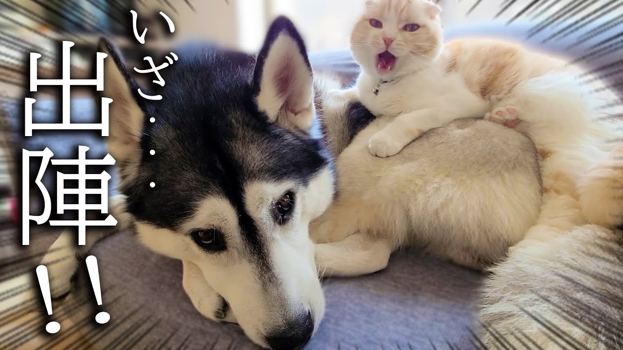 こっそり犬とお散歩に行こうとしたら自分も準備してた子猫がこちら