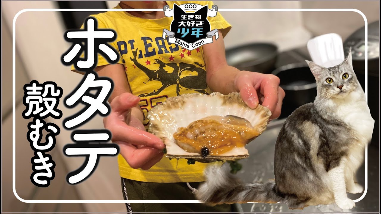 【超簡単】ホタテの殻むきの方法。熱湯と冷水でスルリ♪