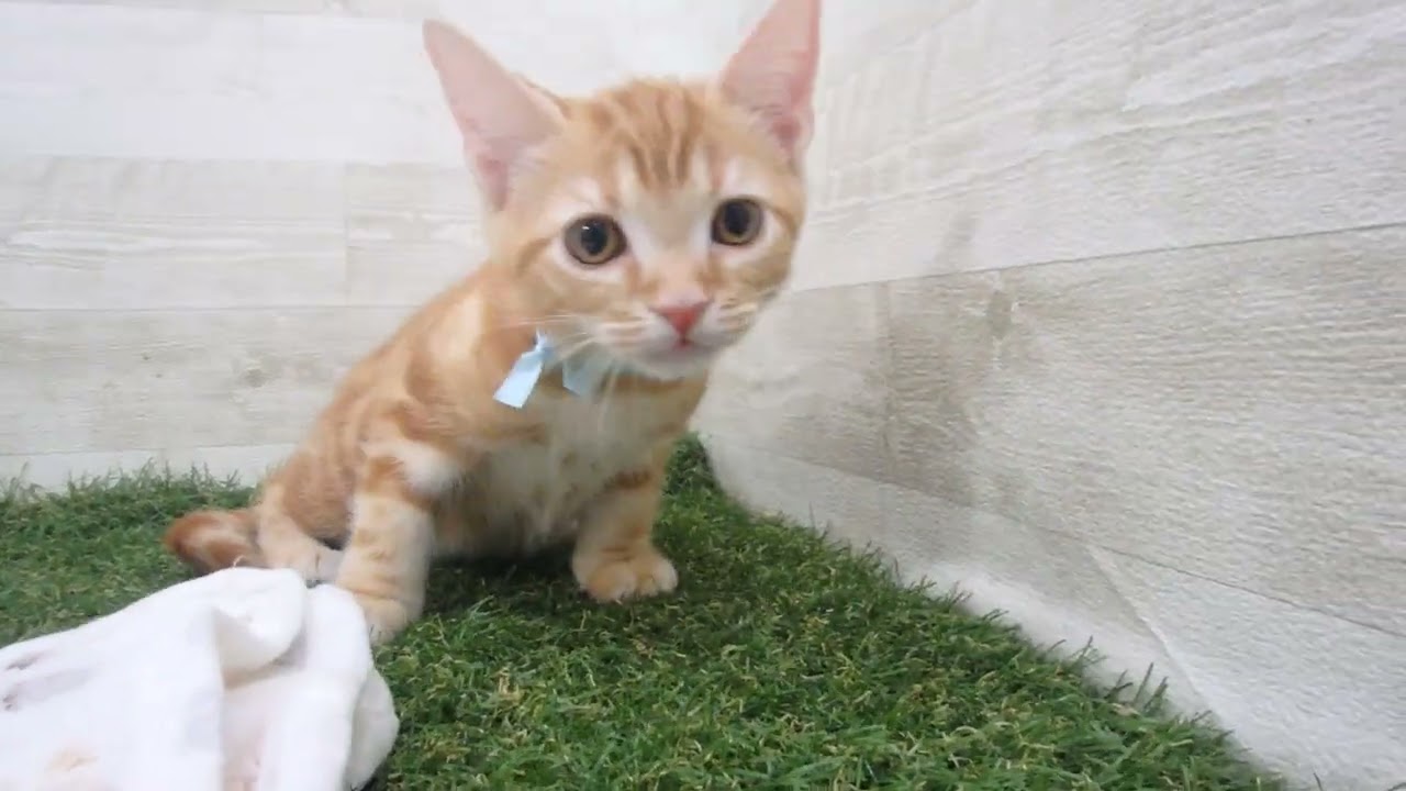 Coo&RIKU　No00615072 アメリカンショートヘアー