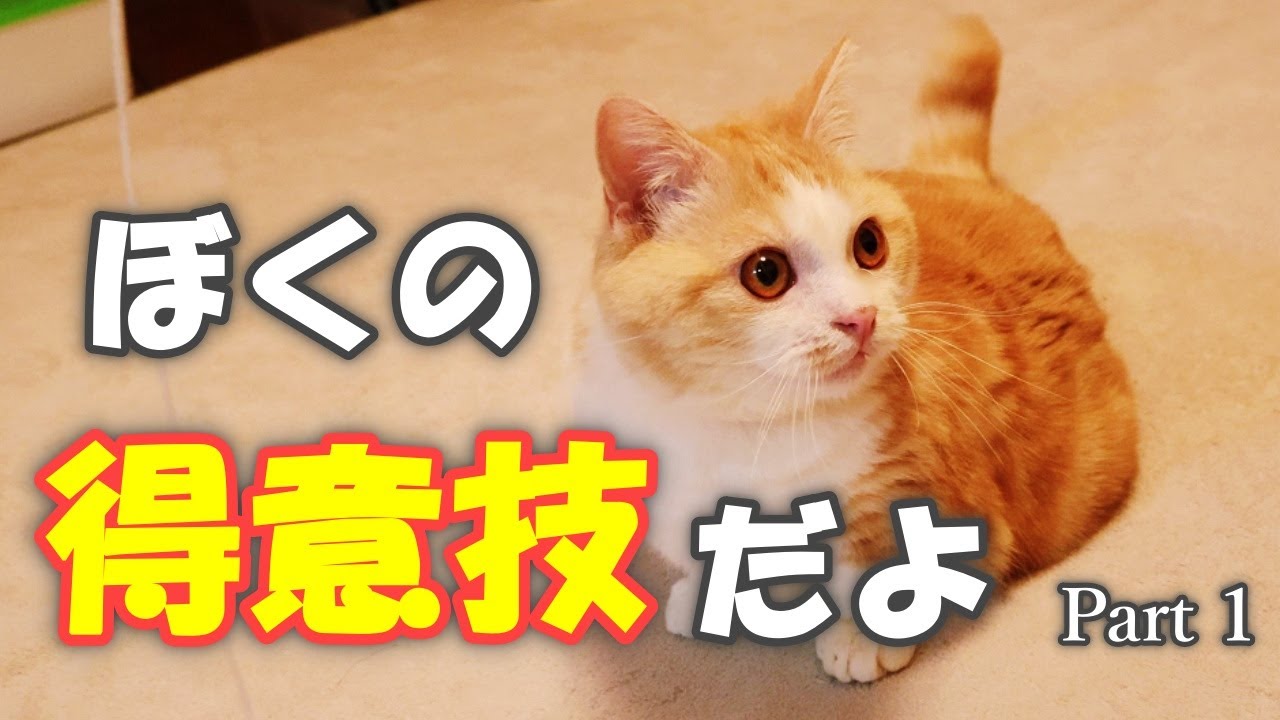 きよしがたま～に披露してくれる必殺技のひとつを紹介します