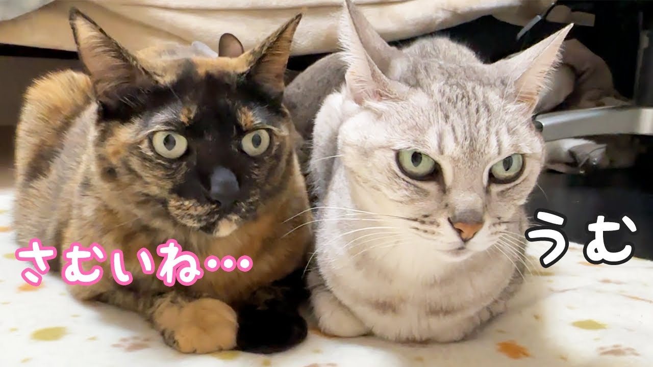 寝坊したら猫たちが女子会開催してました！