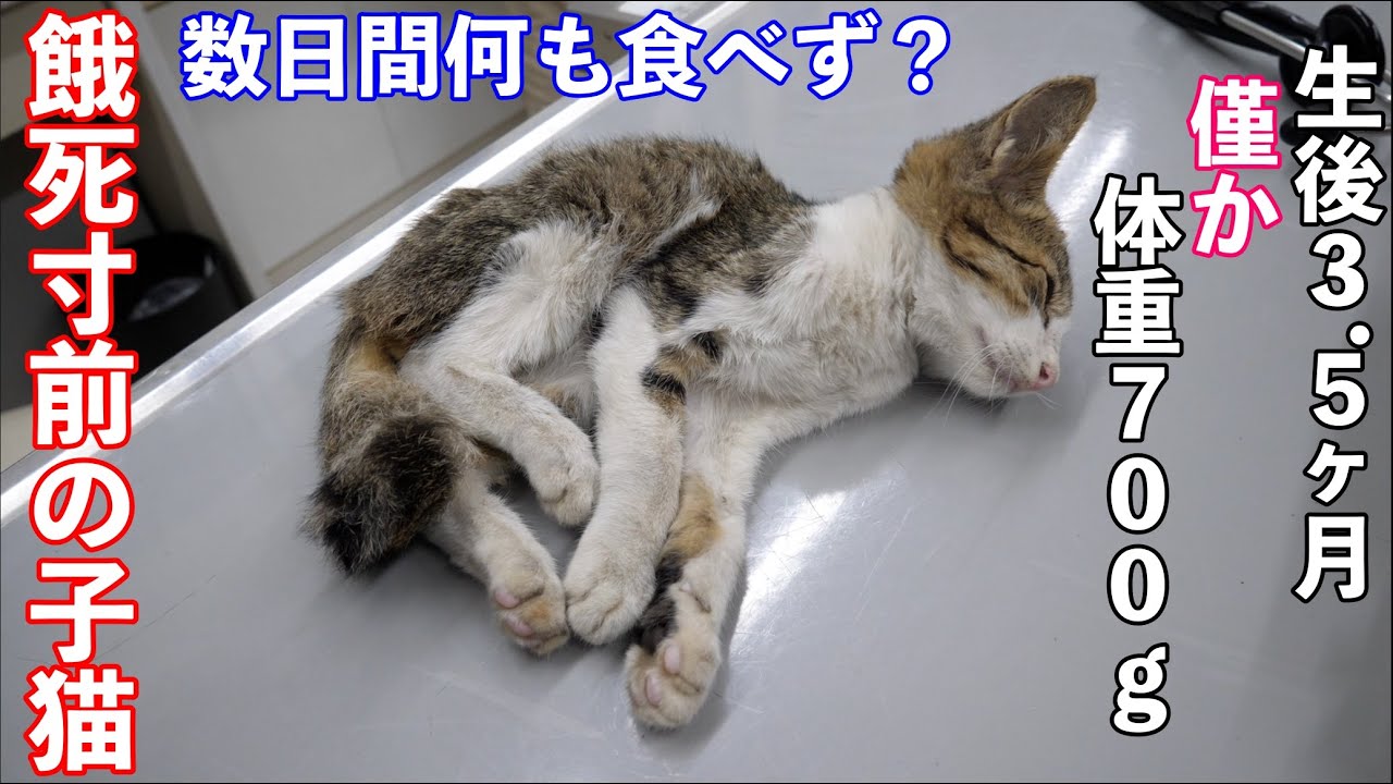 【アニマルレスキュー】体重７００g　ガリガリで餓死寸前の子猫を保護