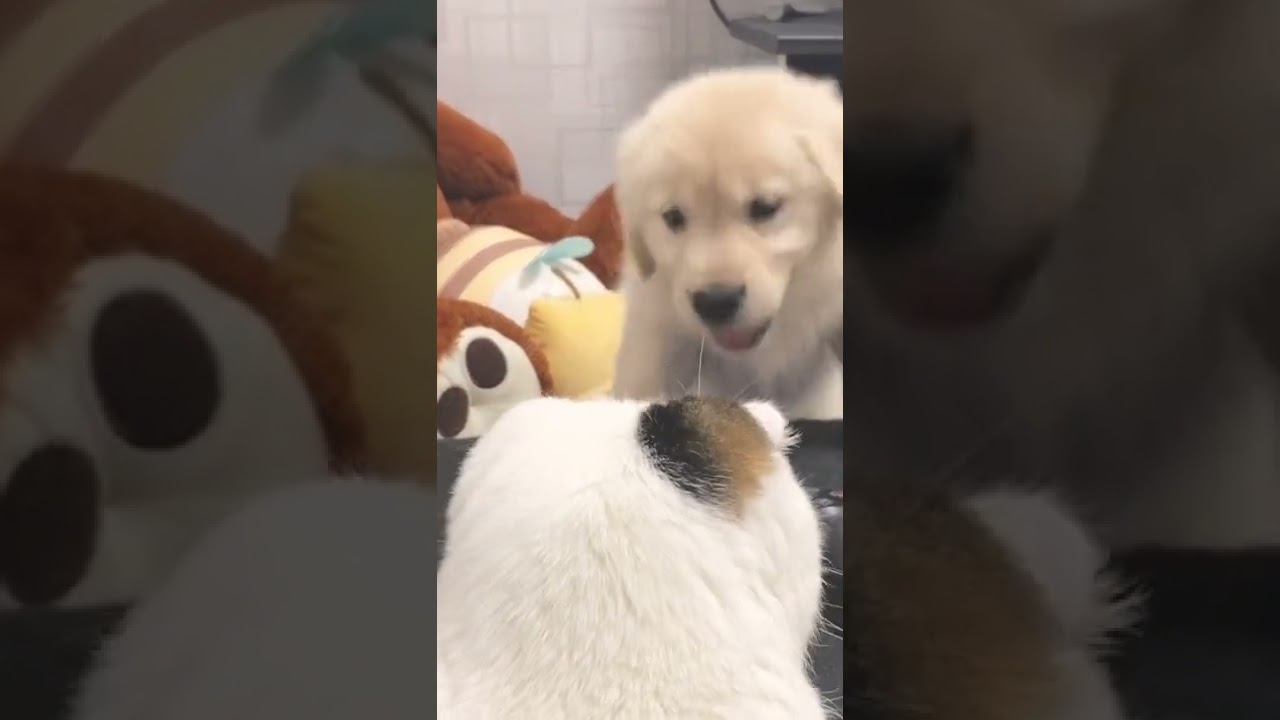 スコティッシュフォールドの小虎優しい猫ぱんち #ゴールデンレトリバー#スコティッシュ#shorts