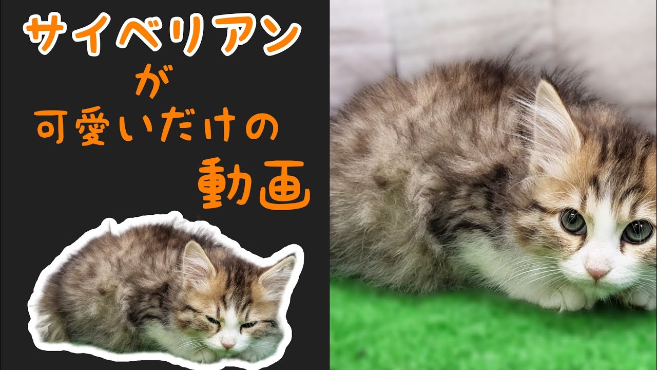 サイベリアン・子猫【川崎小田栄店】