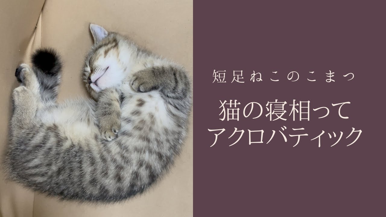 アクロバティックな寝相を見せる【短足仔猫】#Shorts