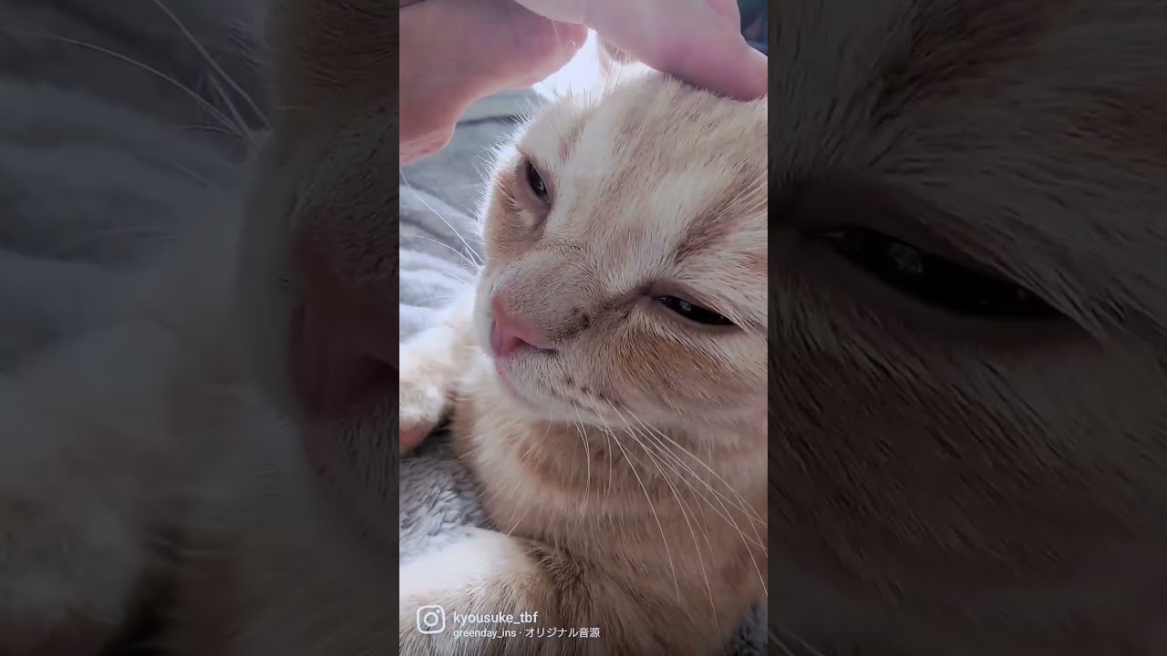 Green Dayで何でもかっこよくなる😼#スコティッシュフォールド #マンチカン短足