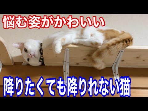 キャットウォークからシャム子が邪魔で降りれなくなったキキ。ない知恵を絞って降り方を考えるキキがかわいい。#保護猫 #野良猫 #cat #kitten #ねこ