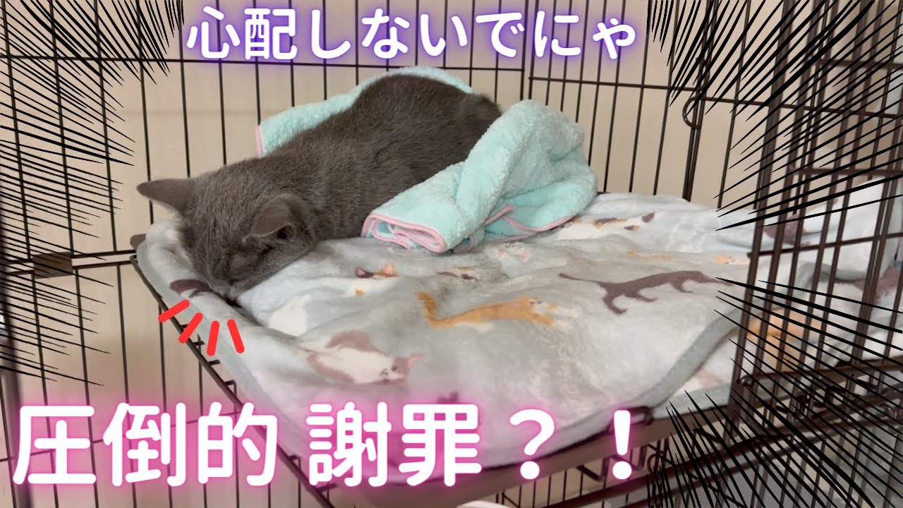 ストイックな謝罪を心配するママ（ロシアンブルー）