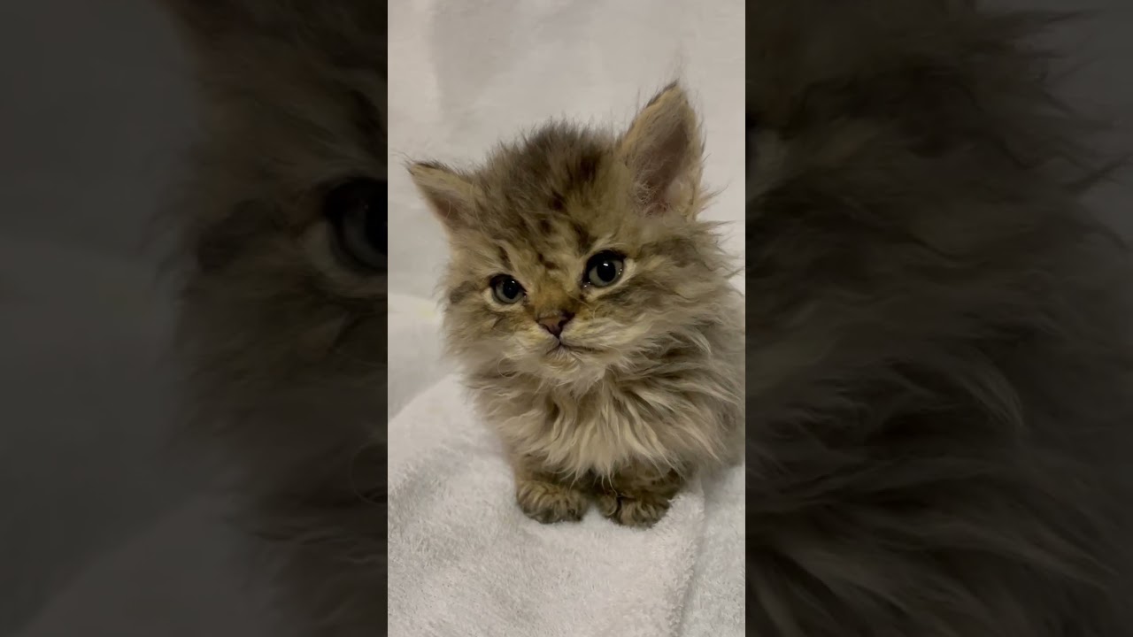 セルカークレックス 珍しい猫種セルカー君♪