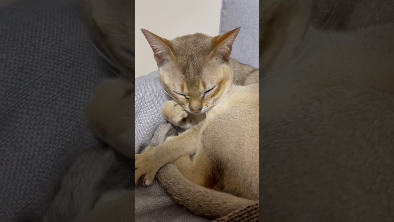 [猫動画🐈☀️]寝起きのシンガプーラが可愛すぎる件について